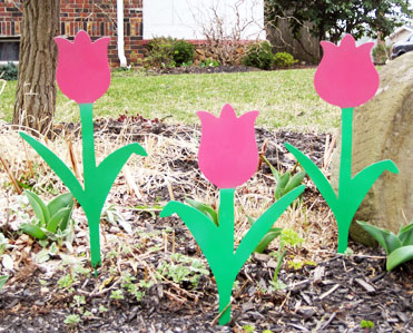Tulips